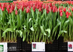 Tulipa Strong Love ® (1)